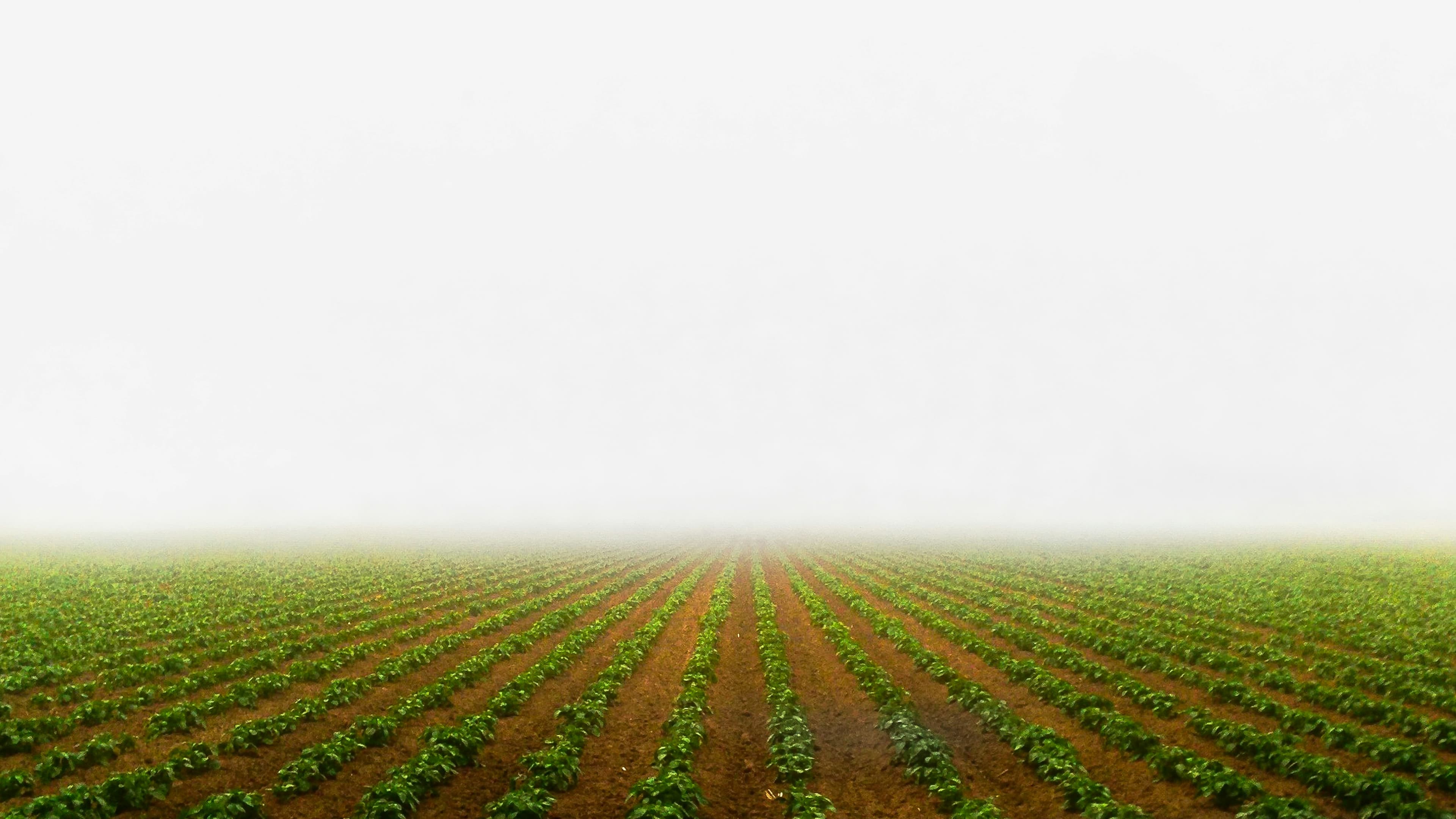 Fresh local farm produce